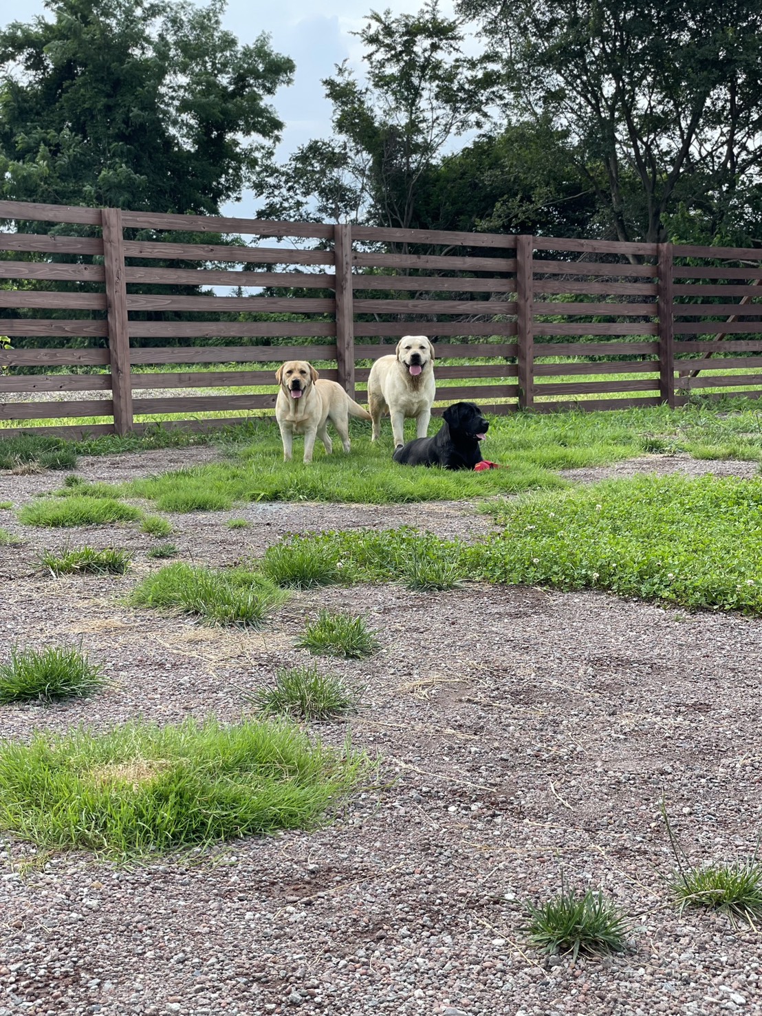 ラウレア犬舎の様子