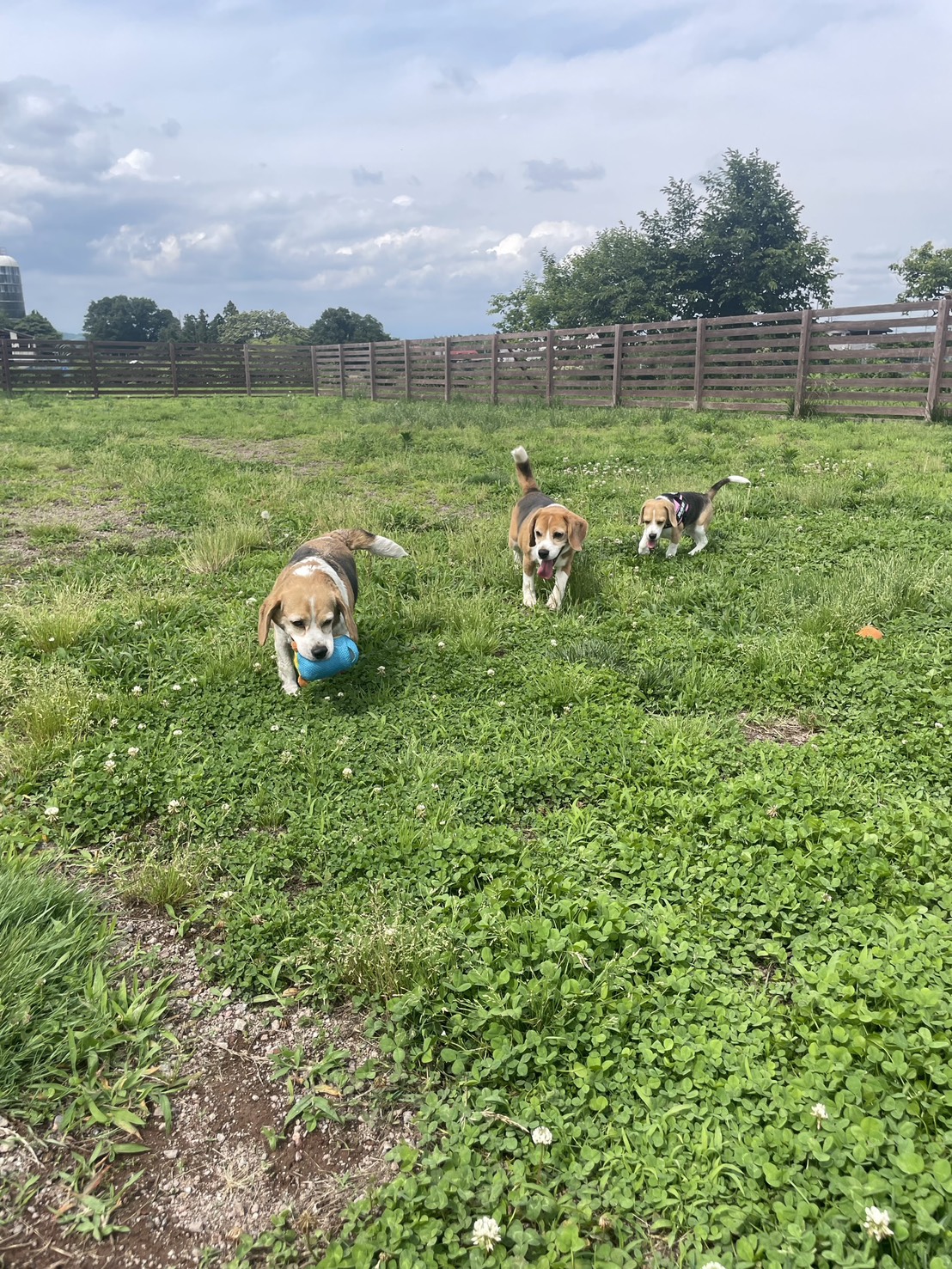 ラウレア犬舎 インスタグラム