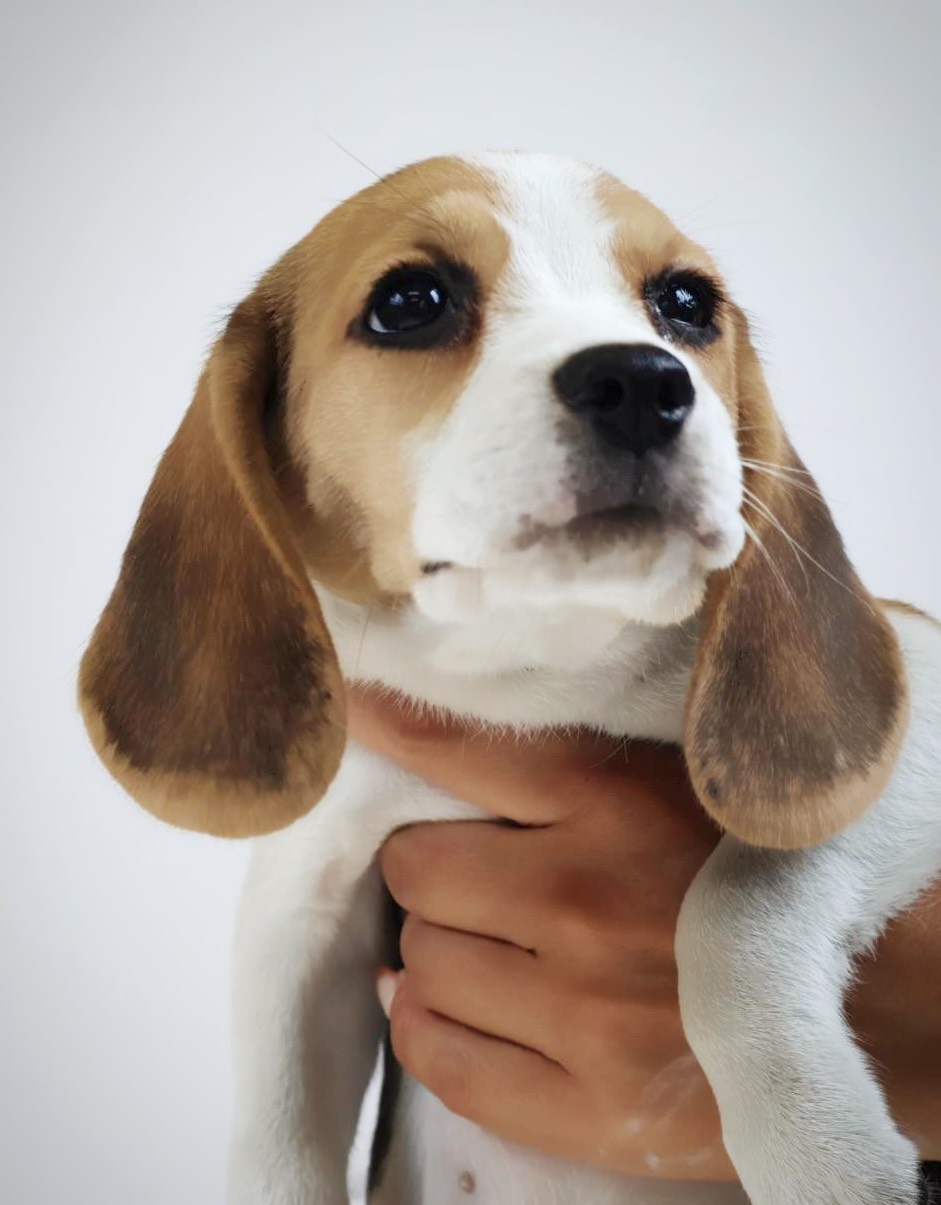 ご希望犬種の相談