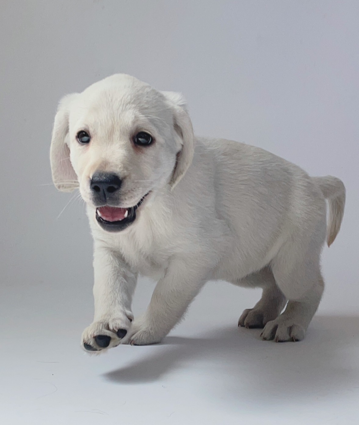 優良血統の仔犬