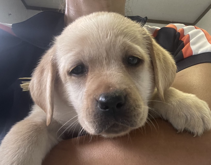 ラブラドール子犬