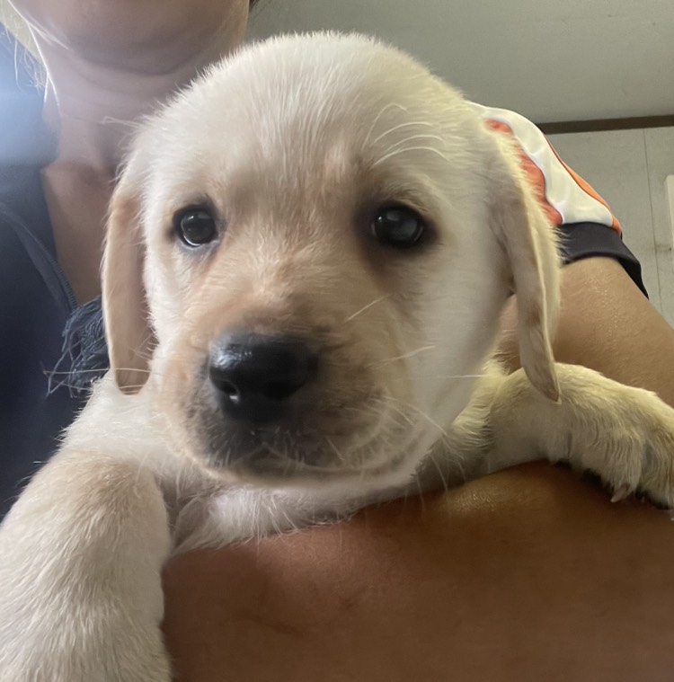 ラブラドール子犬