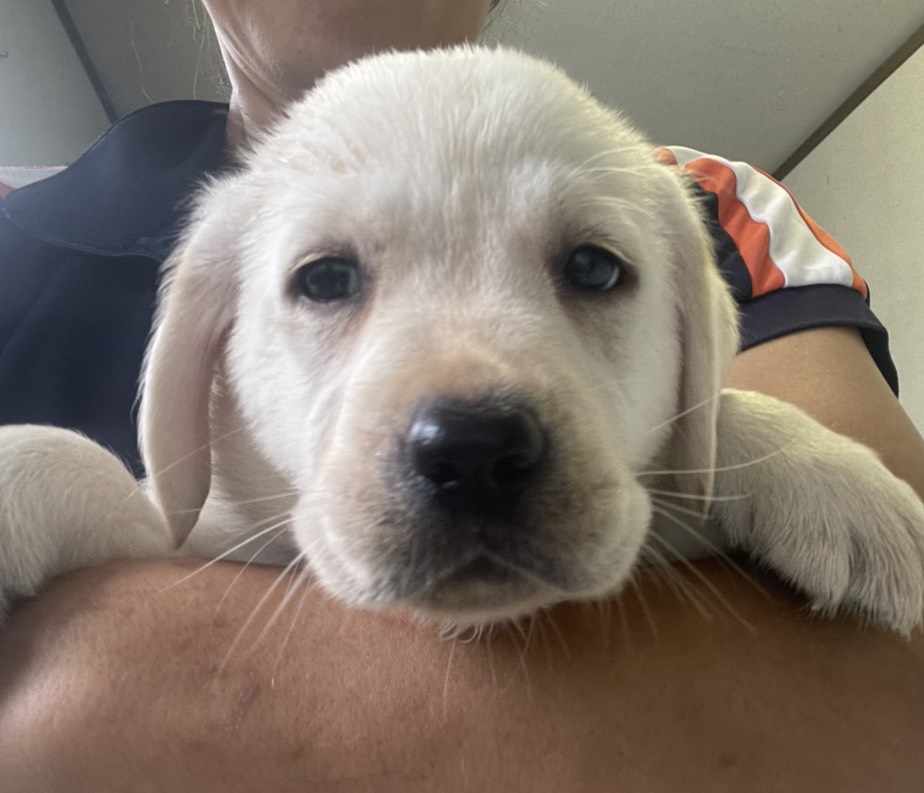 ラブラドール子犬