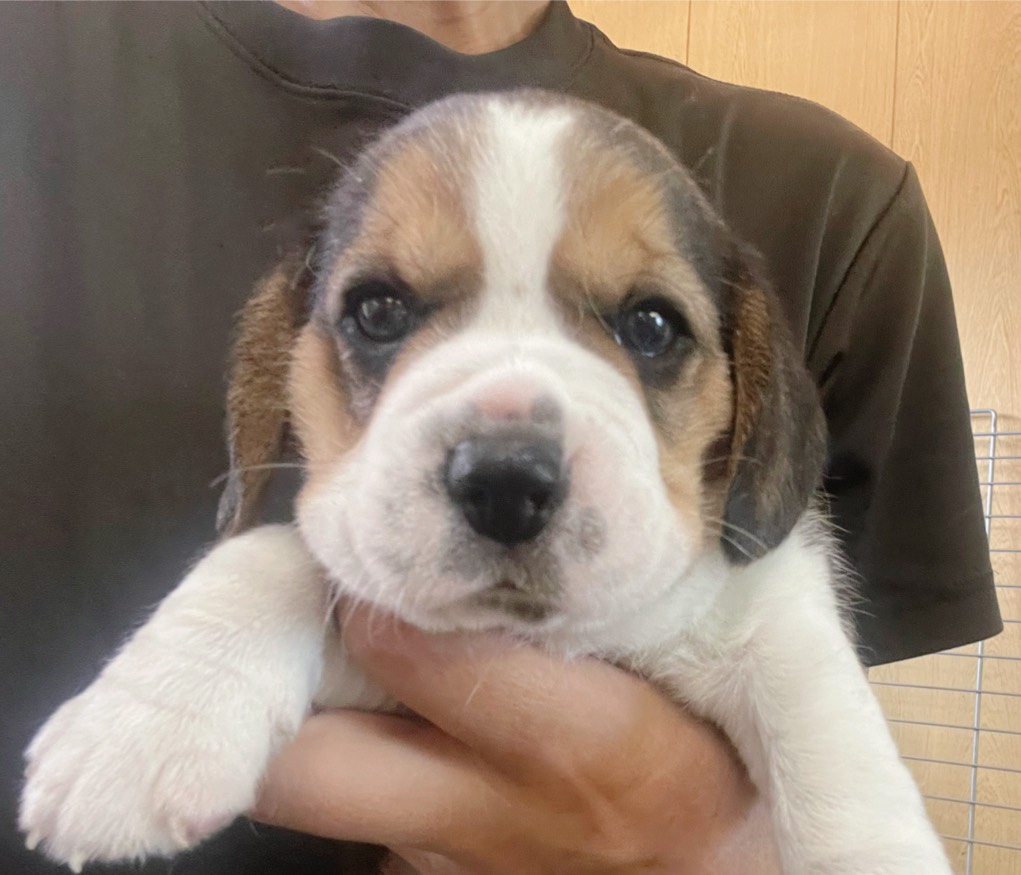 ビーグル子犬