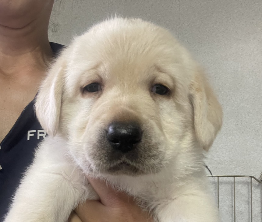 ラブラドール子犬