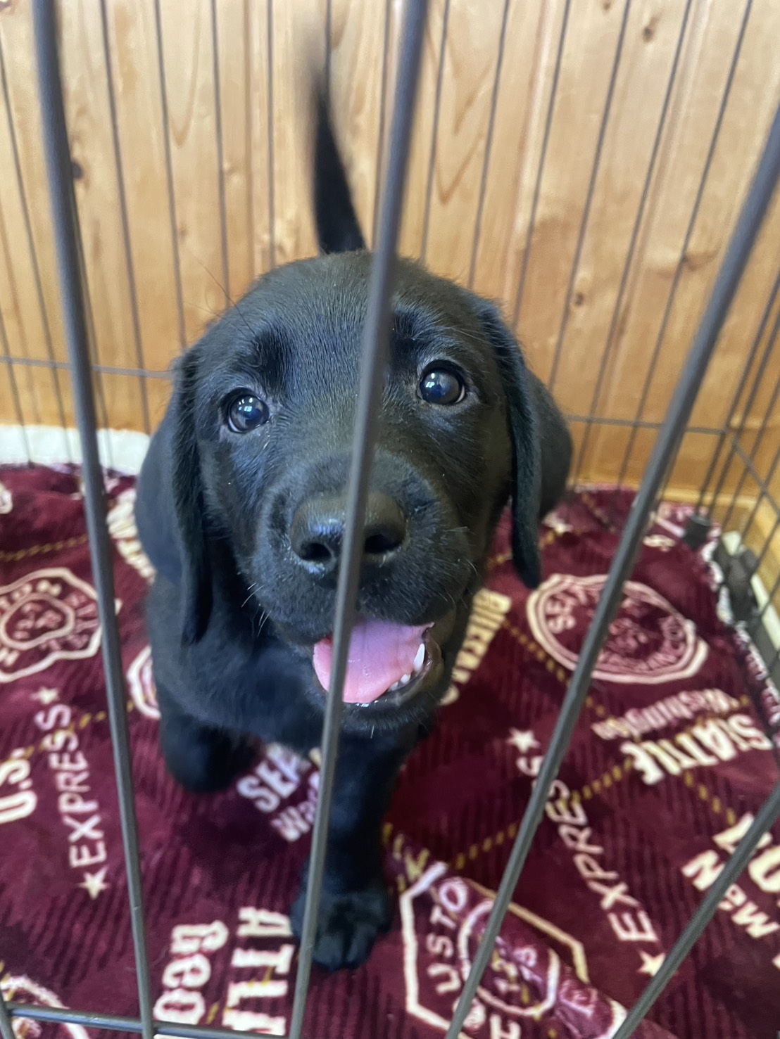 ラブラドール子犬